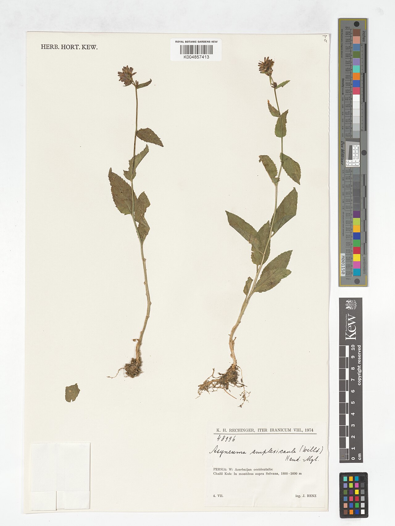Asyneuma amplexicaule: Asyneuma amplexicaule — Herbarium specimen from W, Azerbaijan occidentalis, Chalil Kuh, In montibus supra Selvana, Iran. Collected by Renz, J. (1974-07-04). Rec