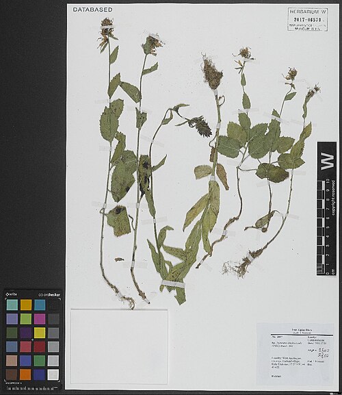 Asyneuma amplexicaule: Asyneuma amplexicaule — Herbarium specimen from West Azerbayjan, Orumiya, Darband village, Kuhe Shahidan., Iran. Collected by Noroozi,J. 3697 (2016-07-01). Reco