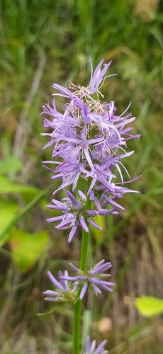 Asyneuma argutum (Asyneuma argutum)