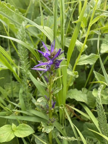 Asyneuma campanuloides (Asyneuma campanuloides)