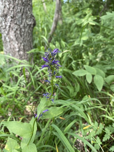 Asyneuma campanuloides (Asyneuma campanuloides)