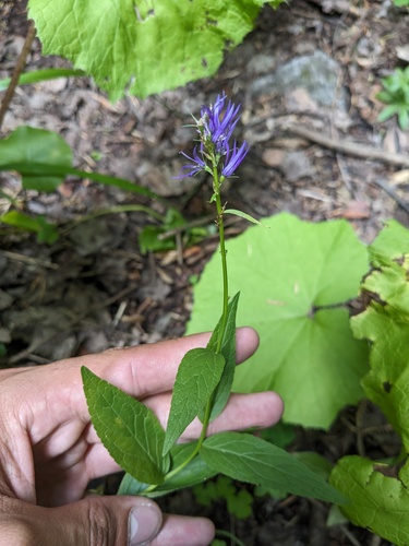 Asyneuma campanuloides (Asyneuma campanuloides)