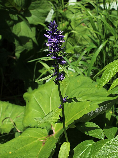 Asyneuma campanuloides: Asyneuma campanuloides