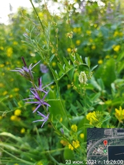 Asyneuma campanuloides (Asyneuma campanuloides)