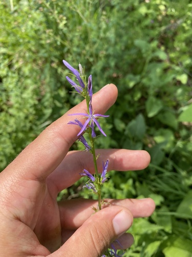 Asyneuma campanuloides (Asyneuma campanuloides)