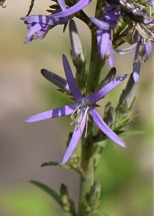 Asyneuma canescens: Asyneuma canescens in the Botanischer Garten Halle