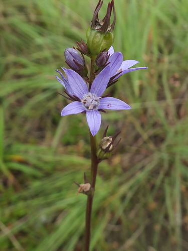 Asyneuma fulgens (Asyneuma fulgens)