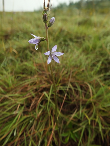 Asyneuma fulgens (Asyneuma fulgens)