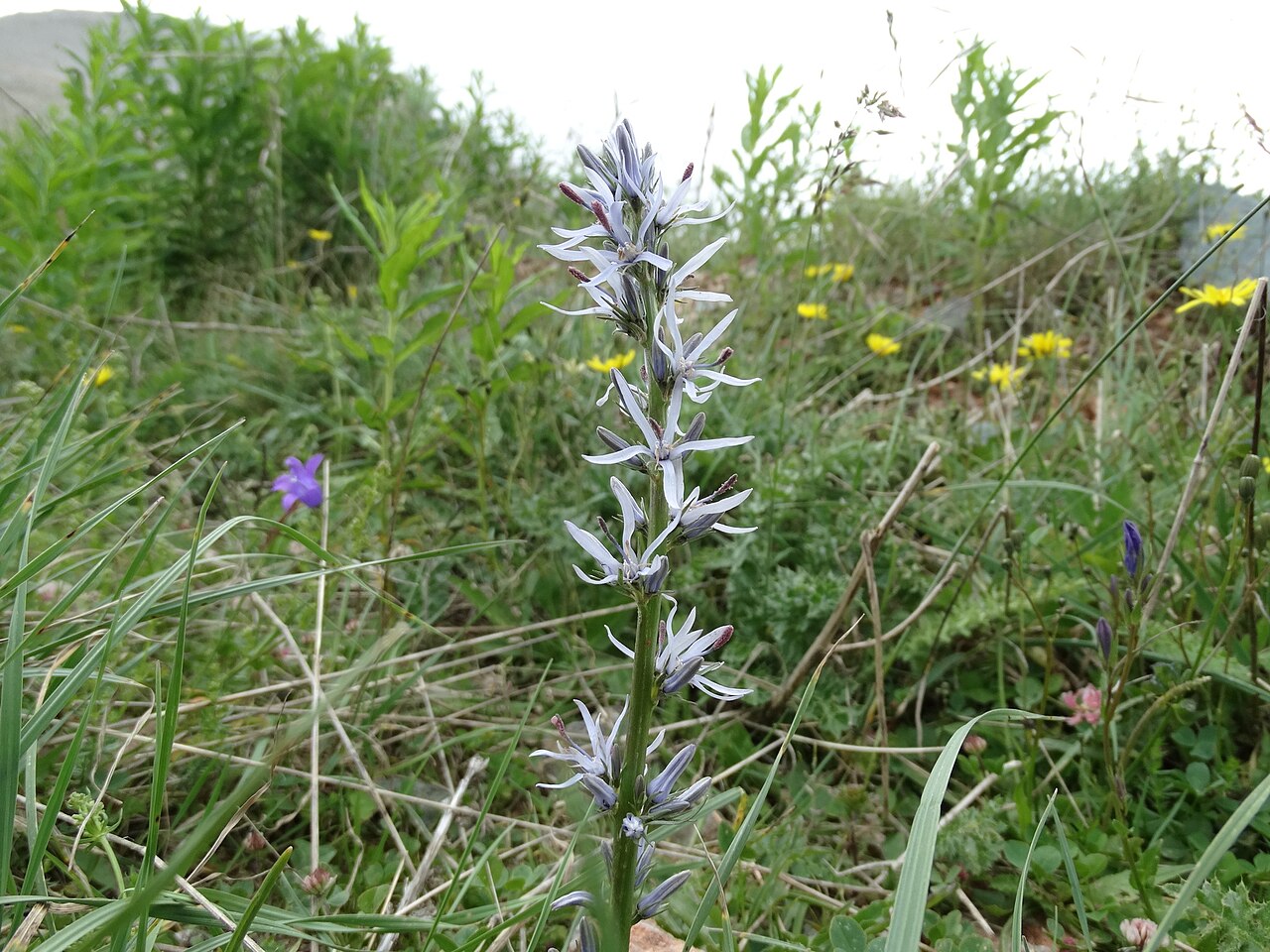Asyneuma ilgazense: Asyneuma ilgazense, Kastamonu Merkez/Kastamonu, Türkiye, 2018-06-26 (iNaturalist).