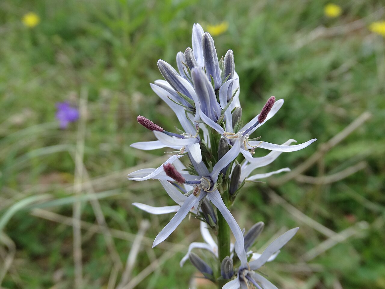 Asyneuma ilgazense: Asyneuma ilgazense, Kastamonu Merkez/Kastamonu, Türkiye, 2018-06-26 (iNaturalist).