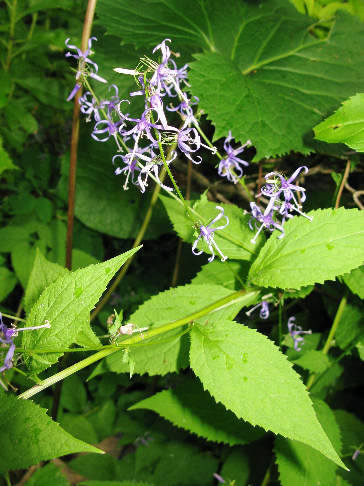 Asyneuma japonicum: Asyneuma japonicum , Aizu area, Fukushima pref., Japan