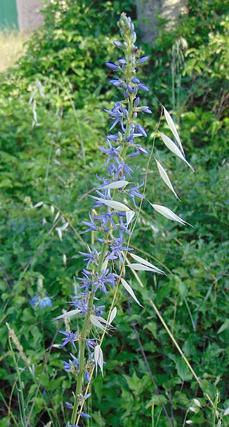Asyneuma limoniifolium: Asyneuma limonifolium