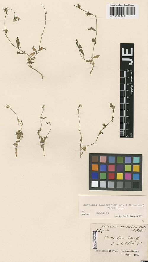 Asyneuma macrodon: Asyneuma macrodon — Herbarium specimen from In mt. Elwend, Iran. Collected by Haussknecht,H.K. Iter orientale 647 a (1867). Recorded in GBIF occurrence 30289822