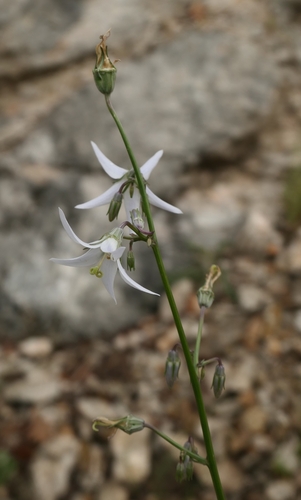 Asyneuma michauxioides (Asyneuma michauxioides)
