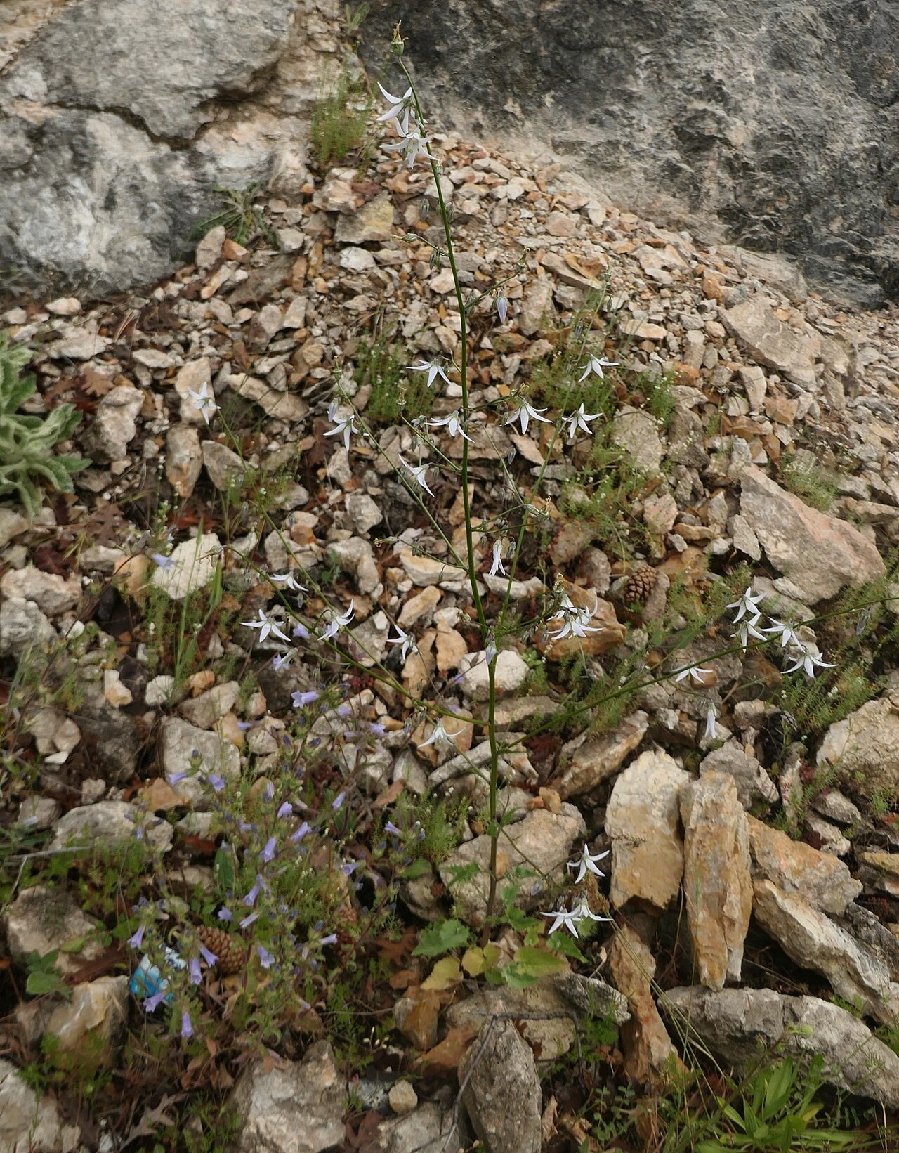 Asyneuma michauxioides: Asyneuma michauxioides, Kayabaşı, Beyşehir/Konya, Türkiye, 2025-05-29 (iNaturalist).