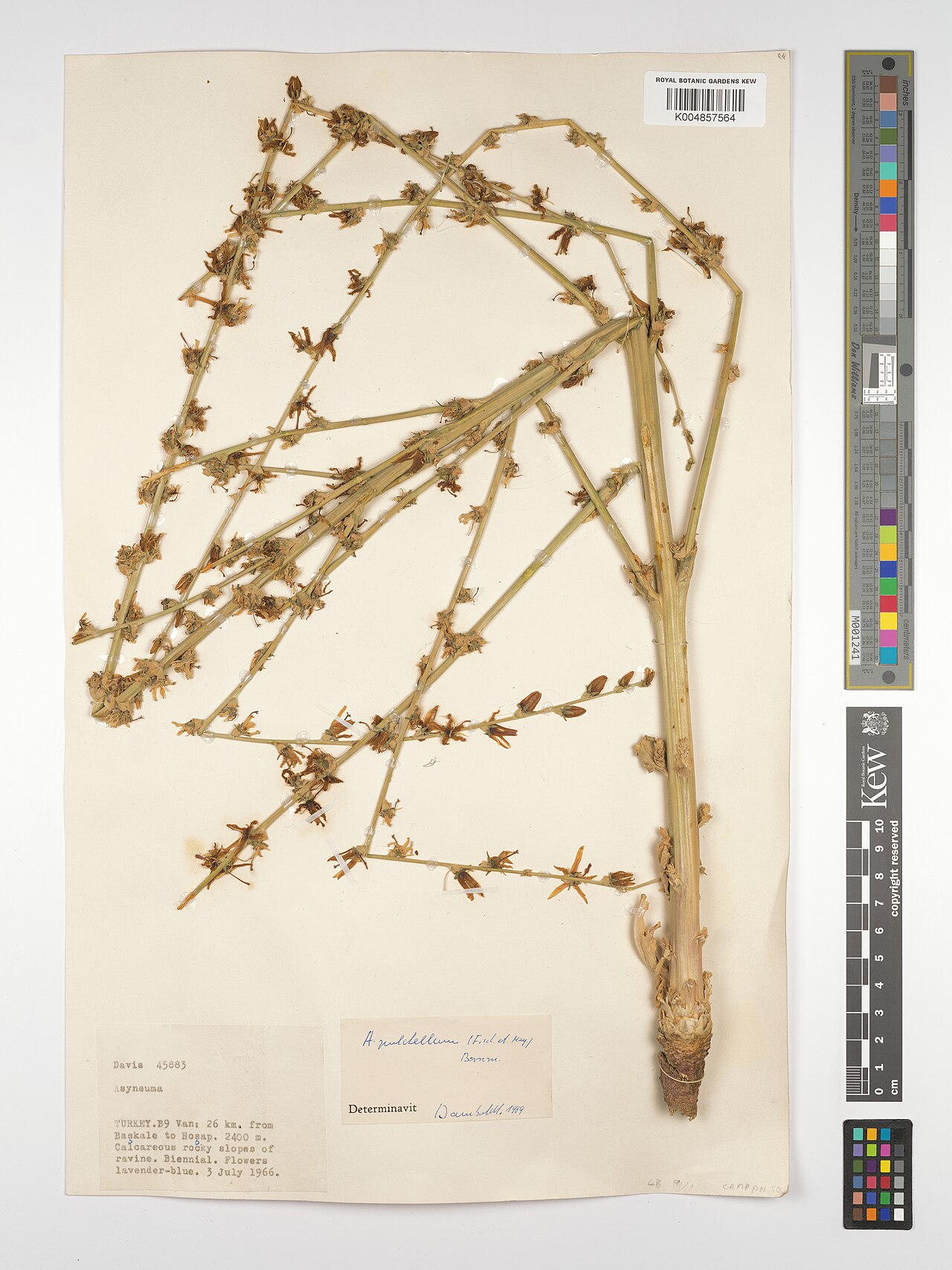 Asyneuma pulchellum: Asyneuma pulchellum — Herbarium specimen from B9, 26 km. from Baskale to Hosap., Türkiye. Collected by Davis (1966-07-03). Recorded in GBIF occurrence 498160419