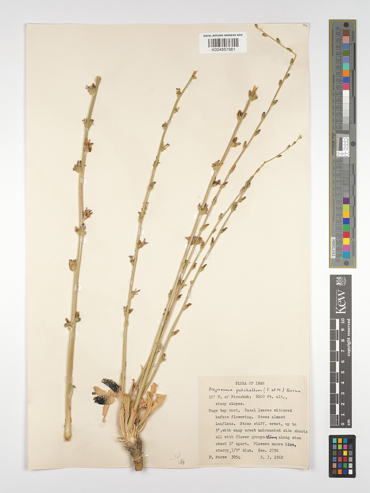 Asyneuma pulchellum: Asyneuma pulchellum — Herbarium specimen from 10' W. of Firuzkuh, Iran. Collected by Furse, P. (1962-07-02). Recorded in GBIF occurrence 4981617641 .