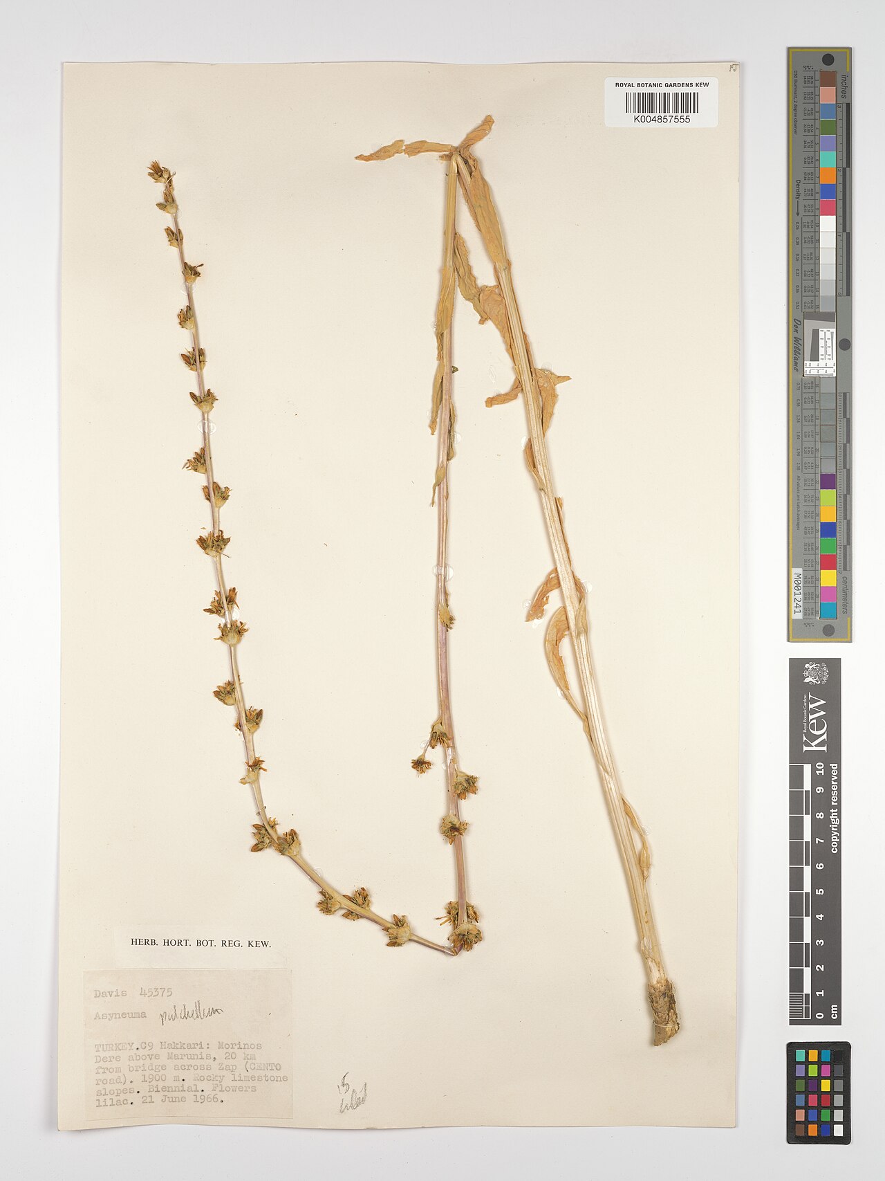 Asyneuma pulchellum: Asyneuma pulchellum — Herbarium specimen from C9; Morinos Dere above Marunis, 20 km from bridge across Zap (Cento road)., Türkiye. Collected by Davis (1966-06-2