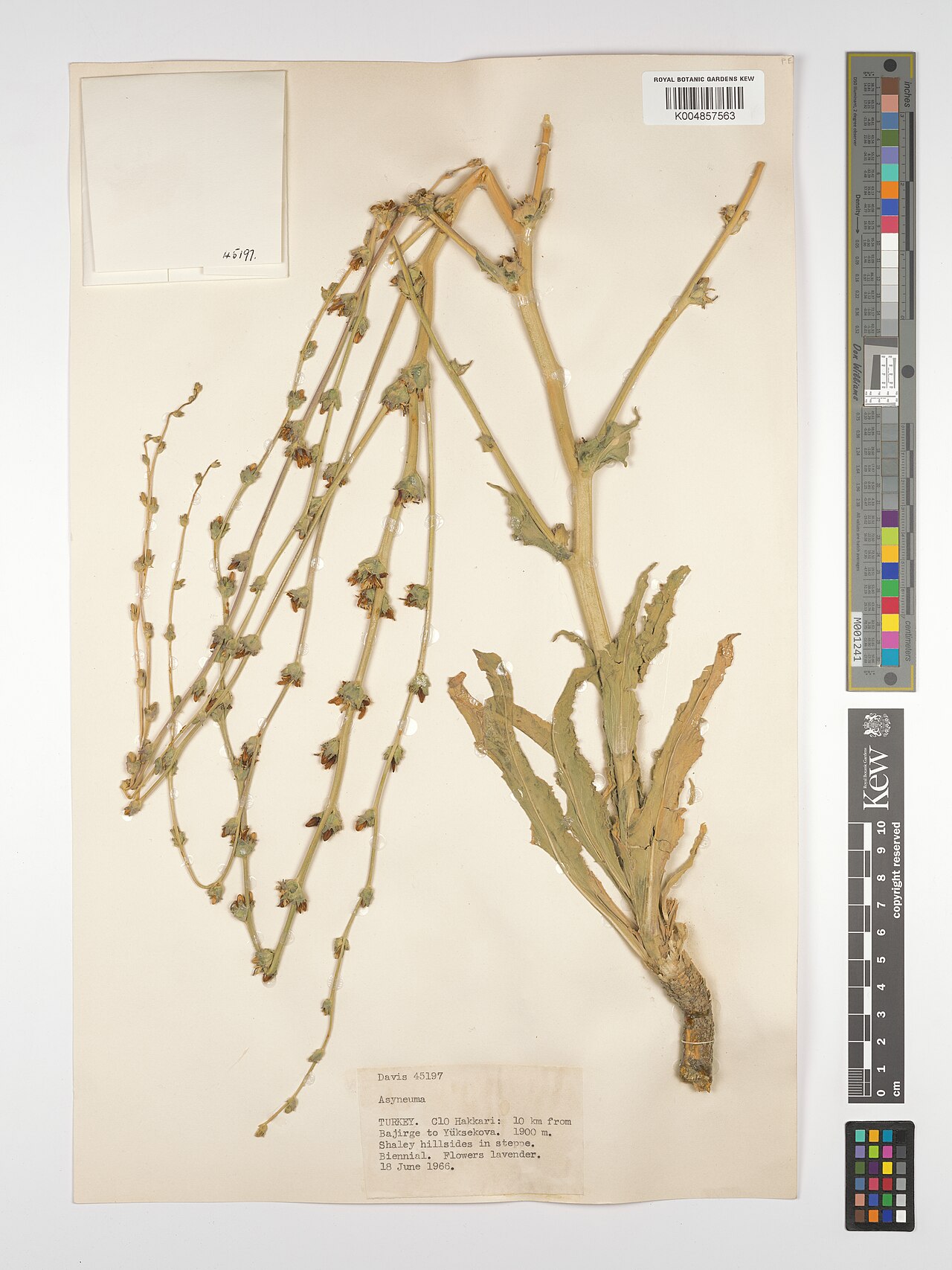 Asyneuma pulchellum: Asyneuma pulchellum — Herbarium specimen from C10, 10 km from Bajirge to Yüksekova., Türkiye. Collected by Davis (1966-06-18). Recorded in GBIF occurrence 49816