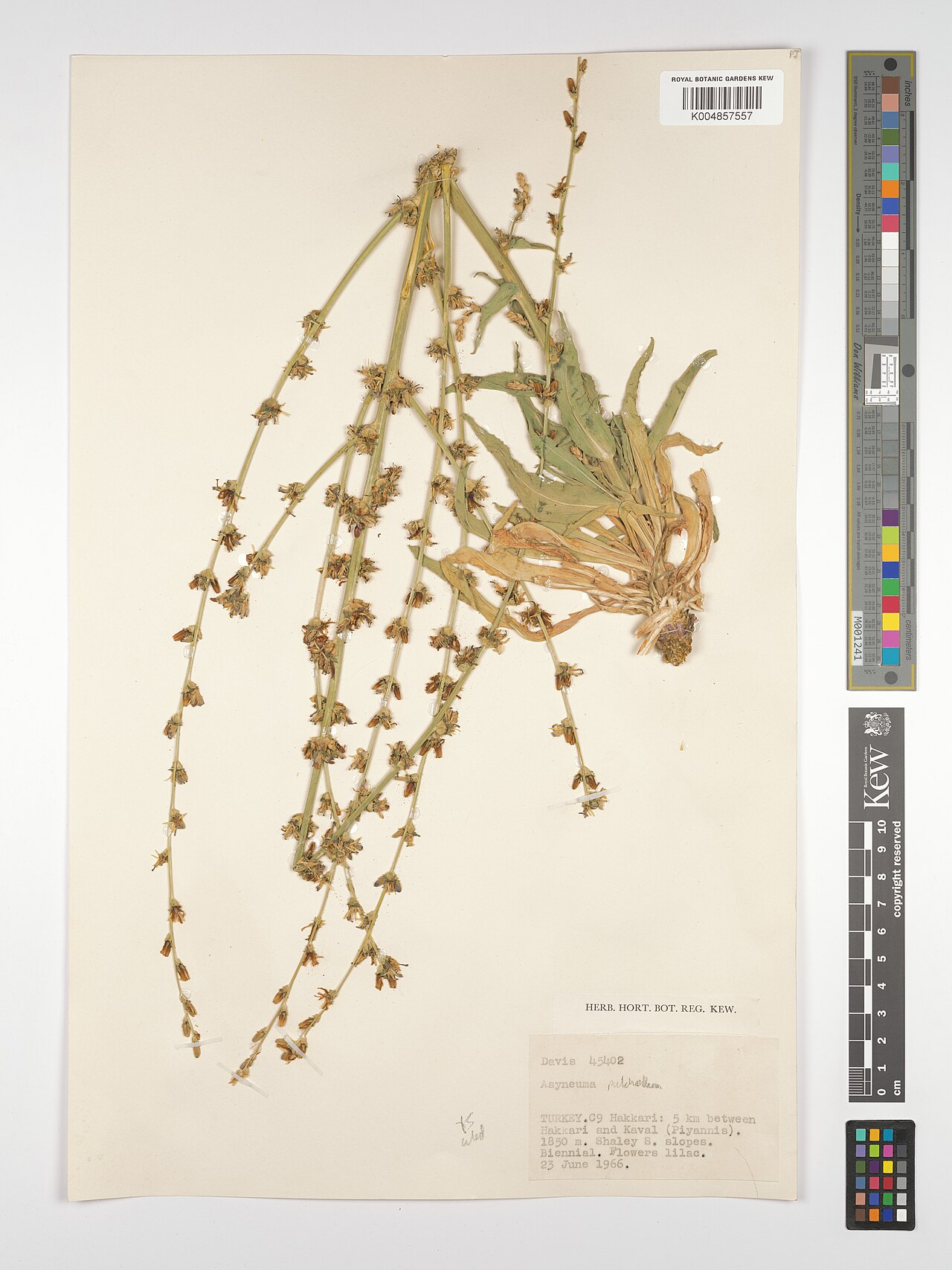 Asyneuma pulchellum: Asyneuma pulchellum — Herbarium specimen from C9; 5 km between Hakkari and Kaval (Piyannis)., Türkiye. Collected by Davis (1966-06-23). Recorded in GBIF occurre