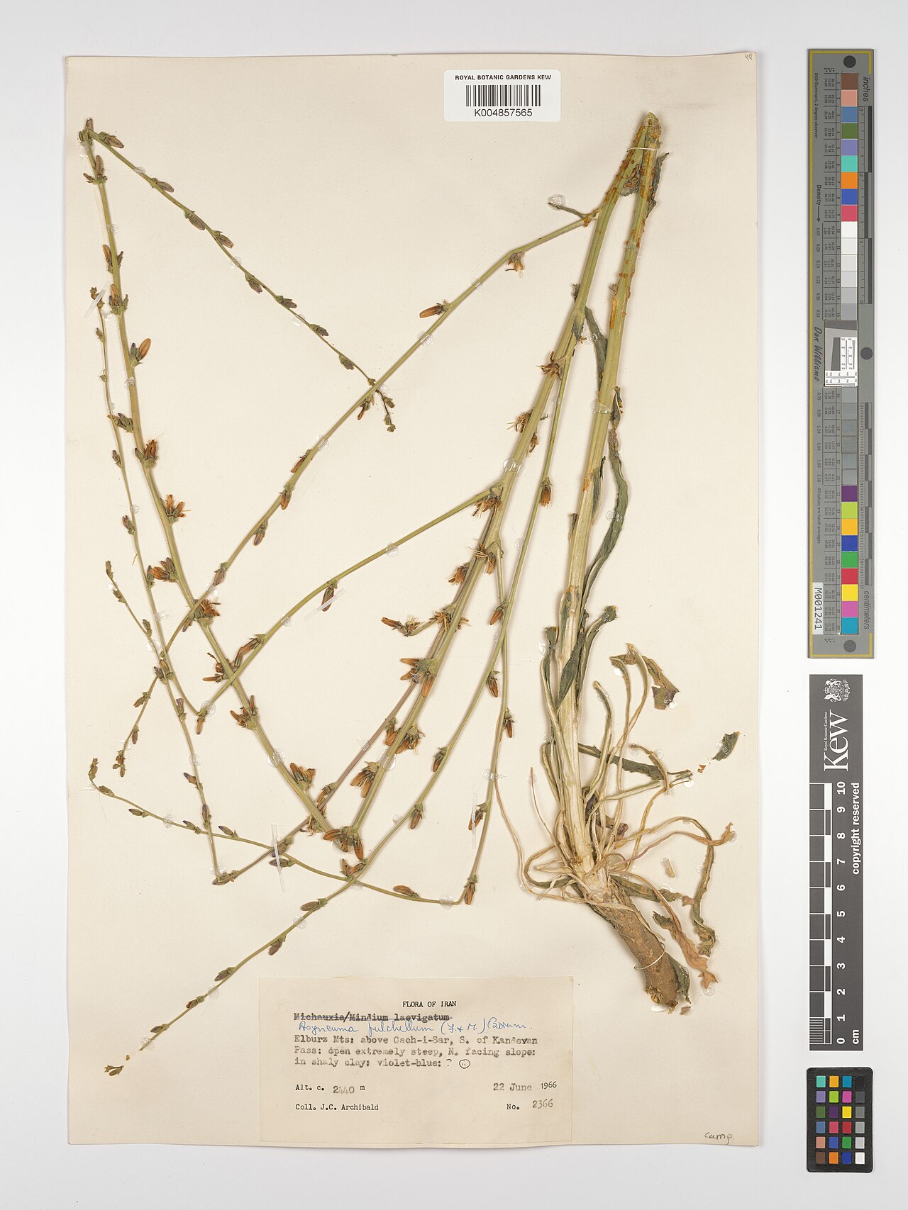 Asyneuma pulchellum: Asyneuma pulchellum — Herbarium specimen from Elburz Mts, above Gach-i-Sar, S. of Kandovan Pass, open extremely steep, N. facing slope, Iran. Collected by Archi