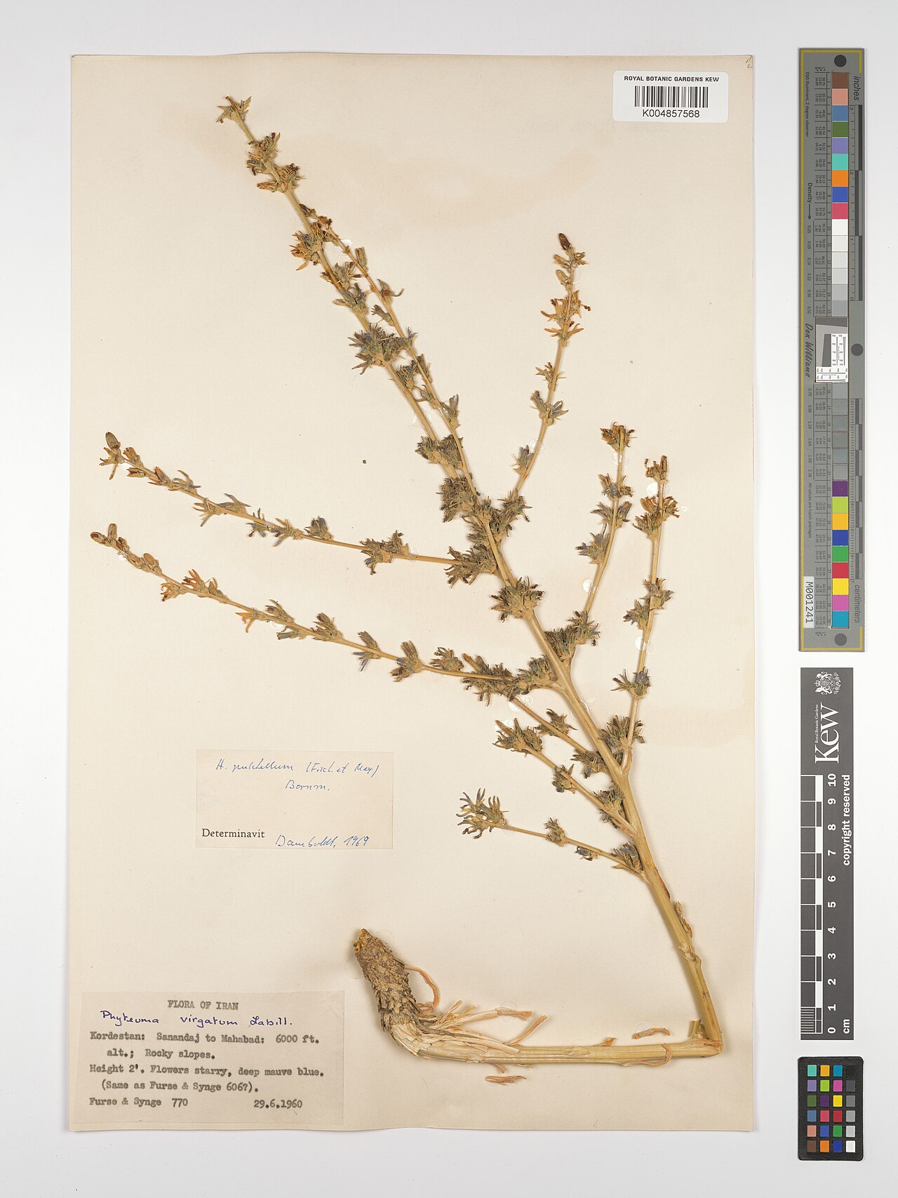 Asyneuma pulchellum: Asyneuma pulchellum — Herbarium specimen from Kordestan, Sanandaj to Mahabad, Iran. Collected by Furse; Synge (1960-06-29). Recorded in GBIF occurrence 49816101