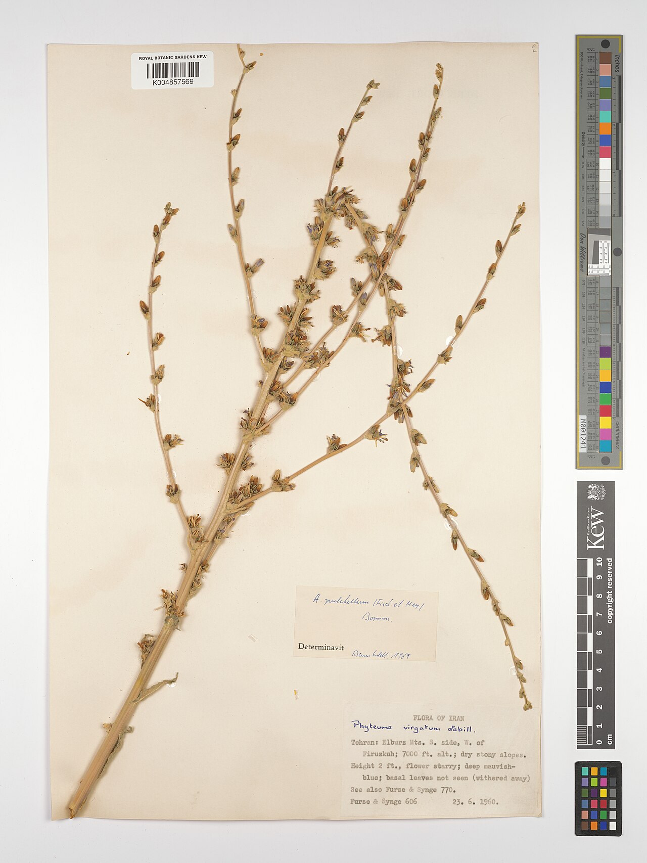 Asyneuma pulchellum: Asyneuma pulchellum — Herbarium specimen from Elburg Mts. S. side, W. of Firuzkuh, Iran. Collected by Furse; Synge (1960-06-23). Recorded in GBIF occurrence 498