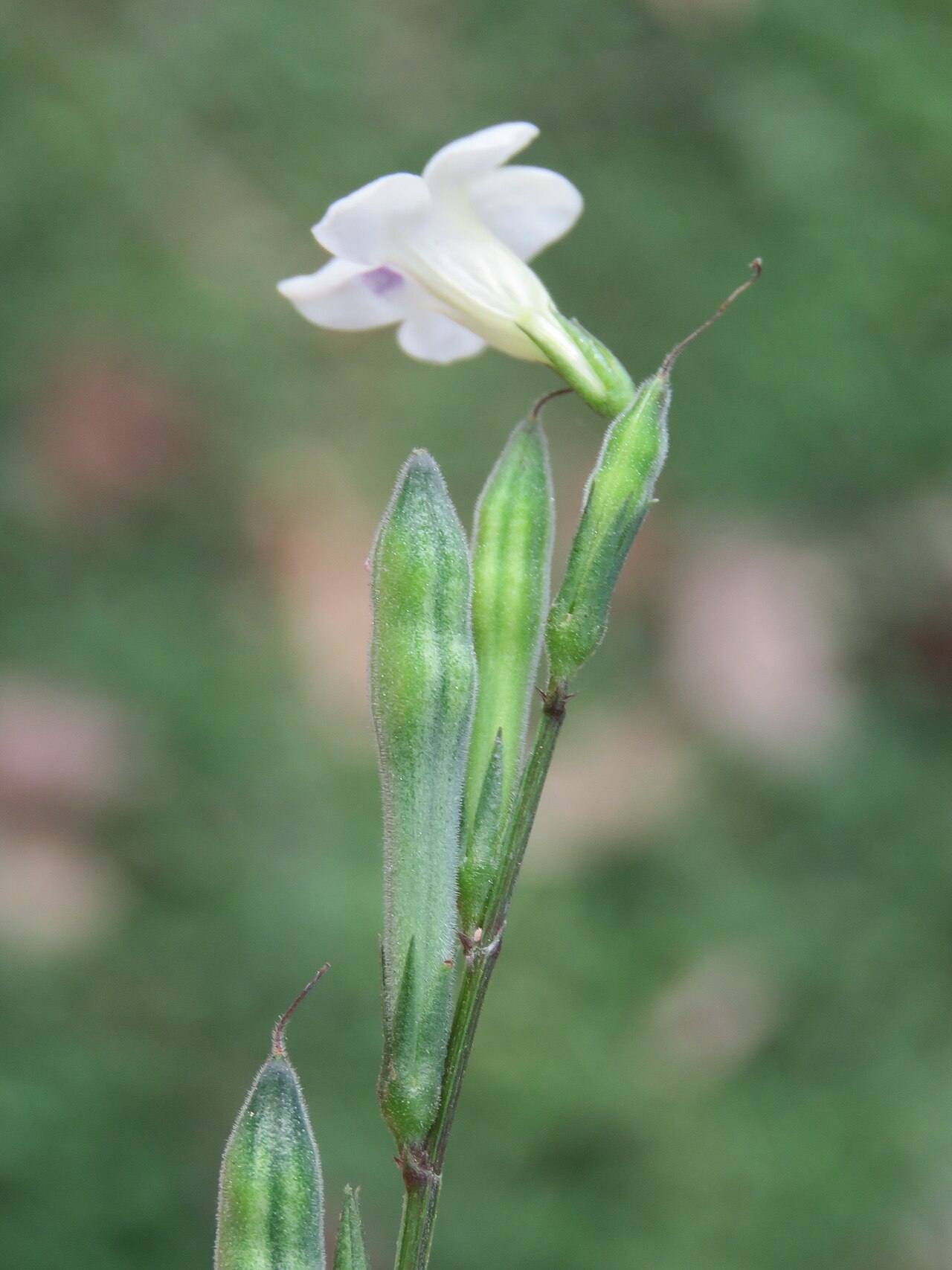Asystasia chelonoides: Photos by Vinayaraj