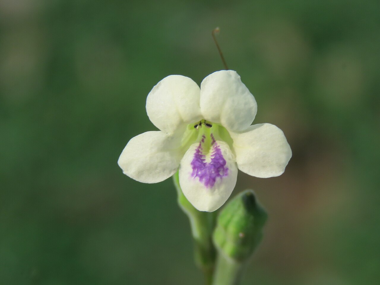 Asystasia chelonoides: Photos by Vinayaraj