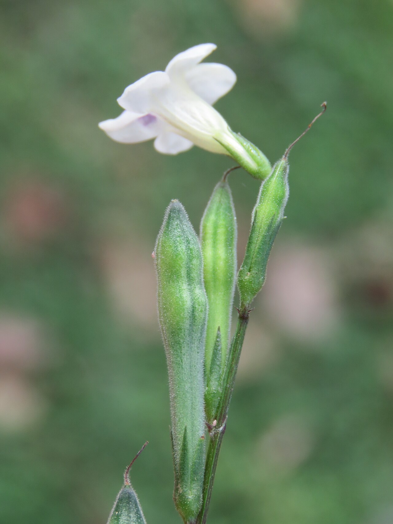 Asystasia chelonoides: Photos by Vinayaraj