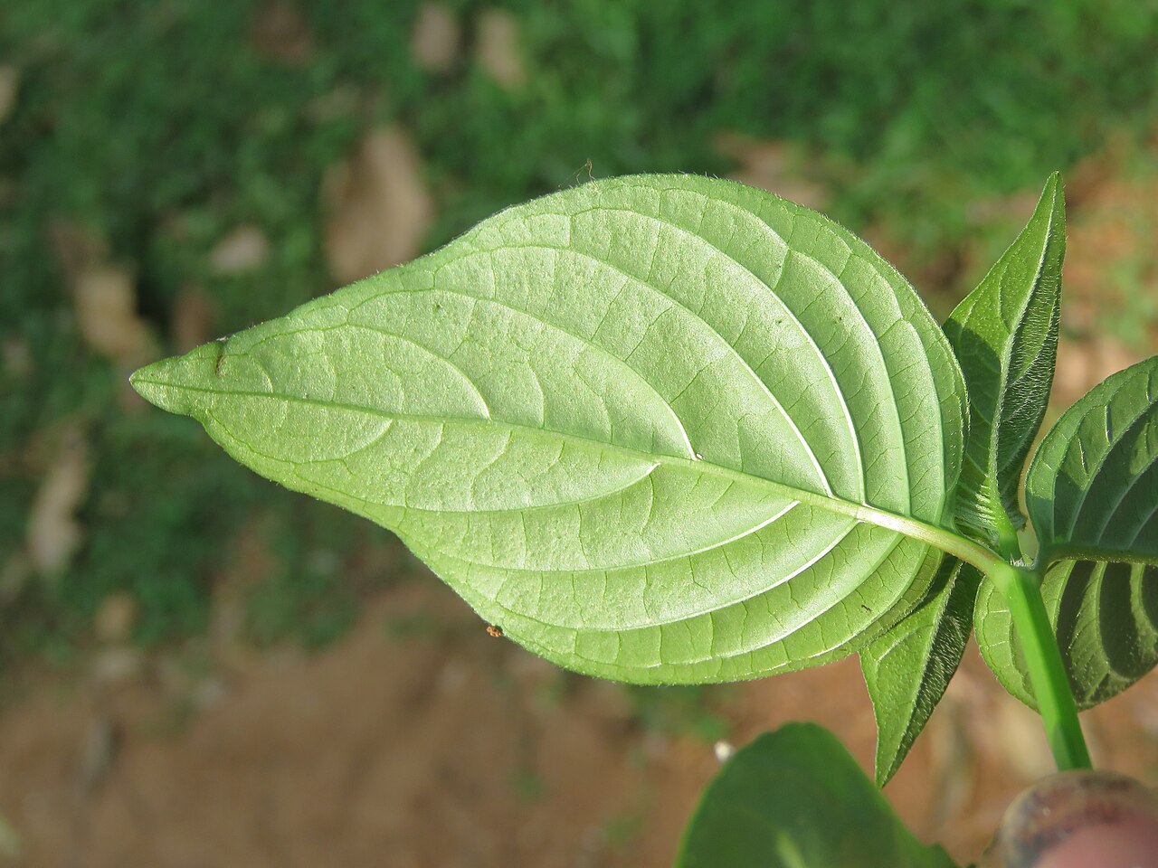 Asystasia chelonoides: Photos by Vinayaraj