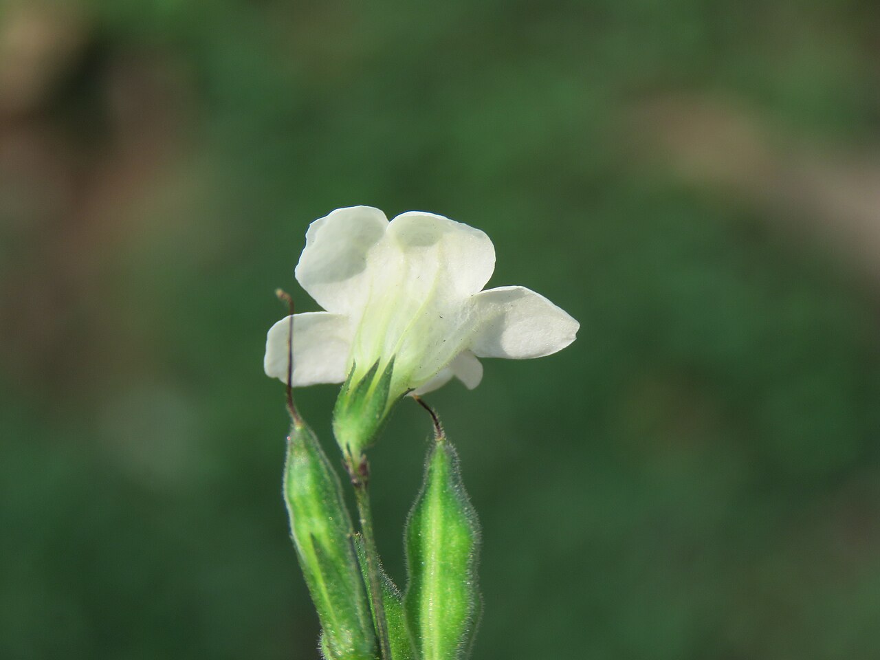 Asystasia chelonoides: Photos by Vinayaraj