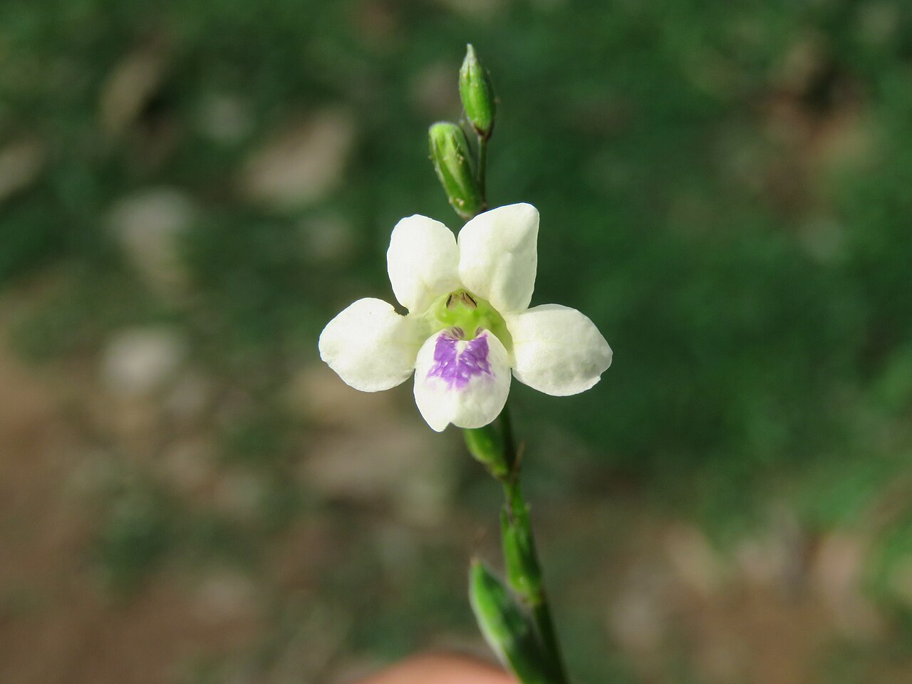 Asystasia chelonoides: Photos by Vinayaraj