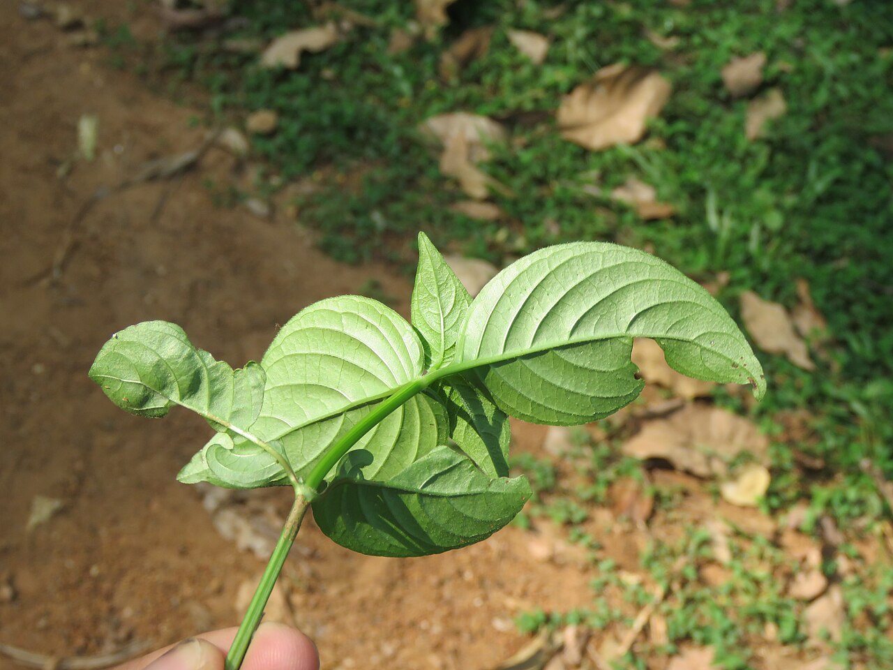 Asystasia chelonoides: Photos by Vinayaraj