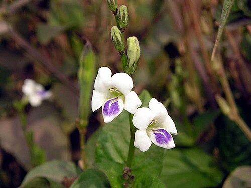 Asystasia chelonoides: Asystasia_chelonoides