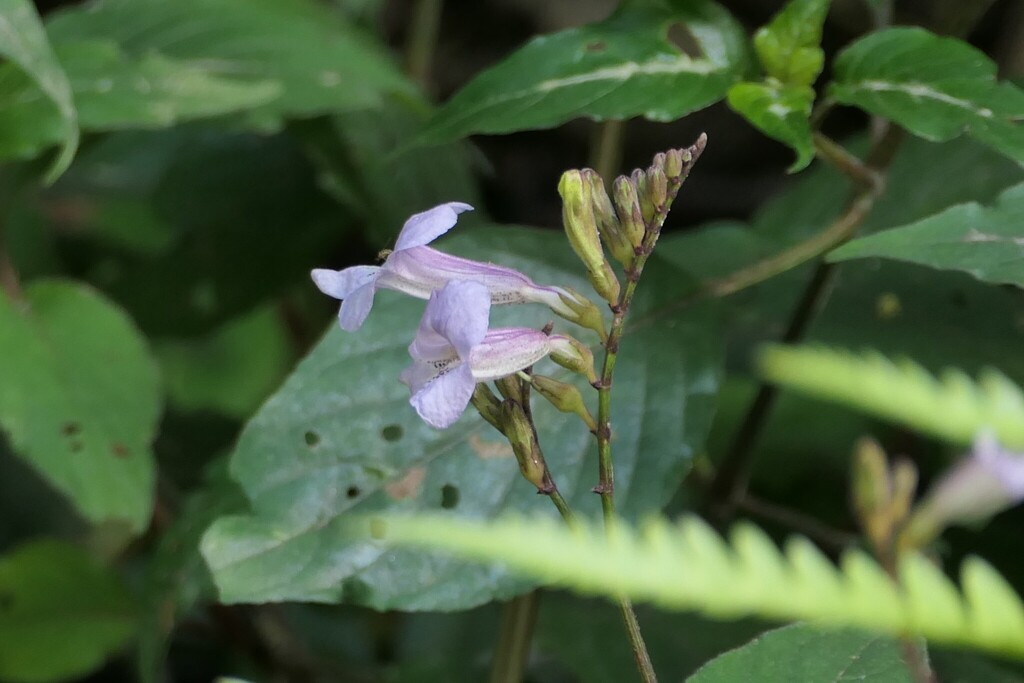 Asystasia chelonoides (Asystasia chelonoides)