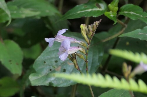 Asystasia chelonoides (Asystasia chelonoides)