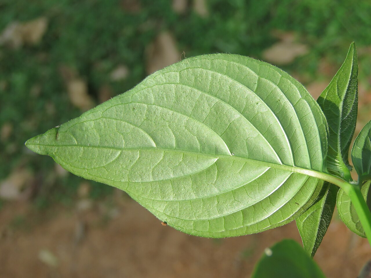Asystasia chelonoides: Photos by Vinayaraj