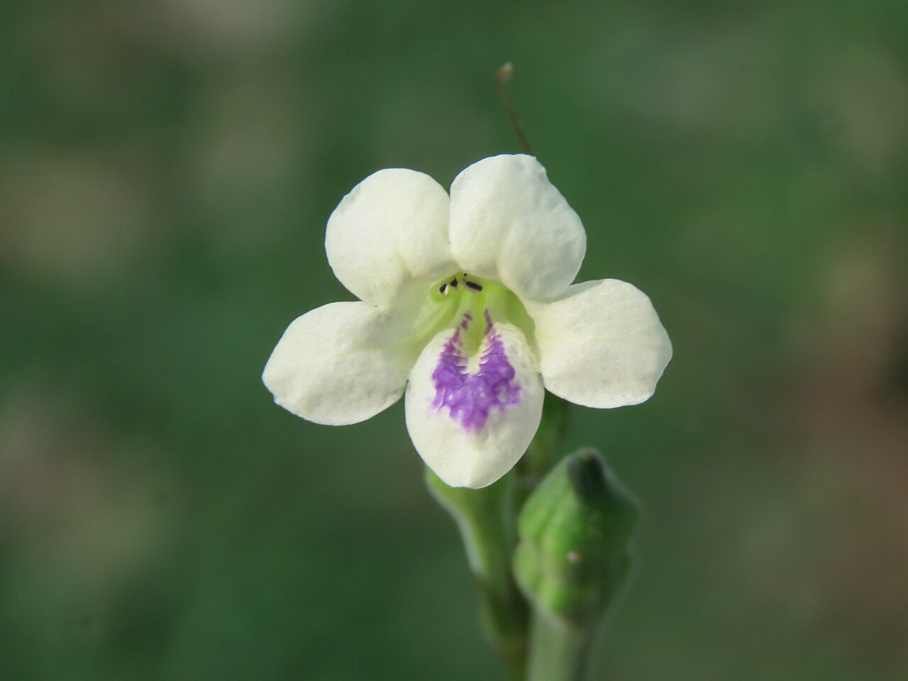 Asystasia chelonoides: Photos by Vinayaraj