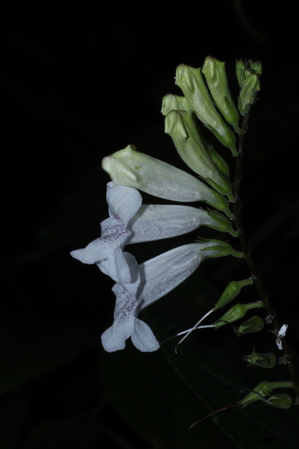 Asystasia chelonoides (Asystasia chelonoides)