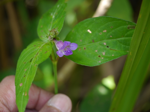 Asystasia dalzelliana (Asystasia dalzelliana)