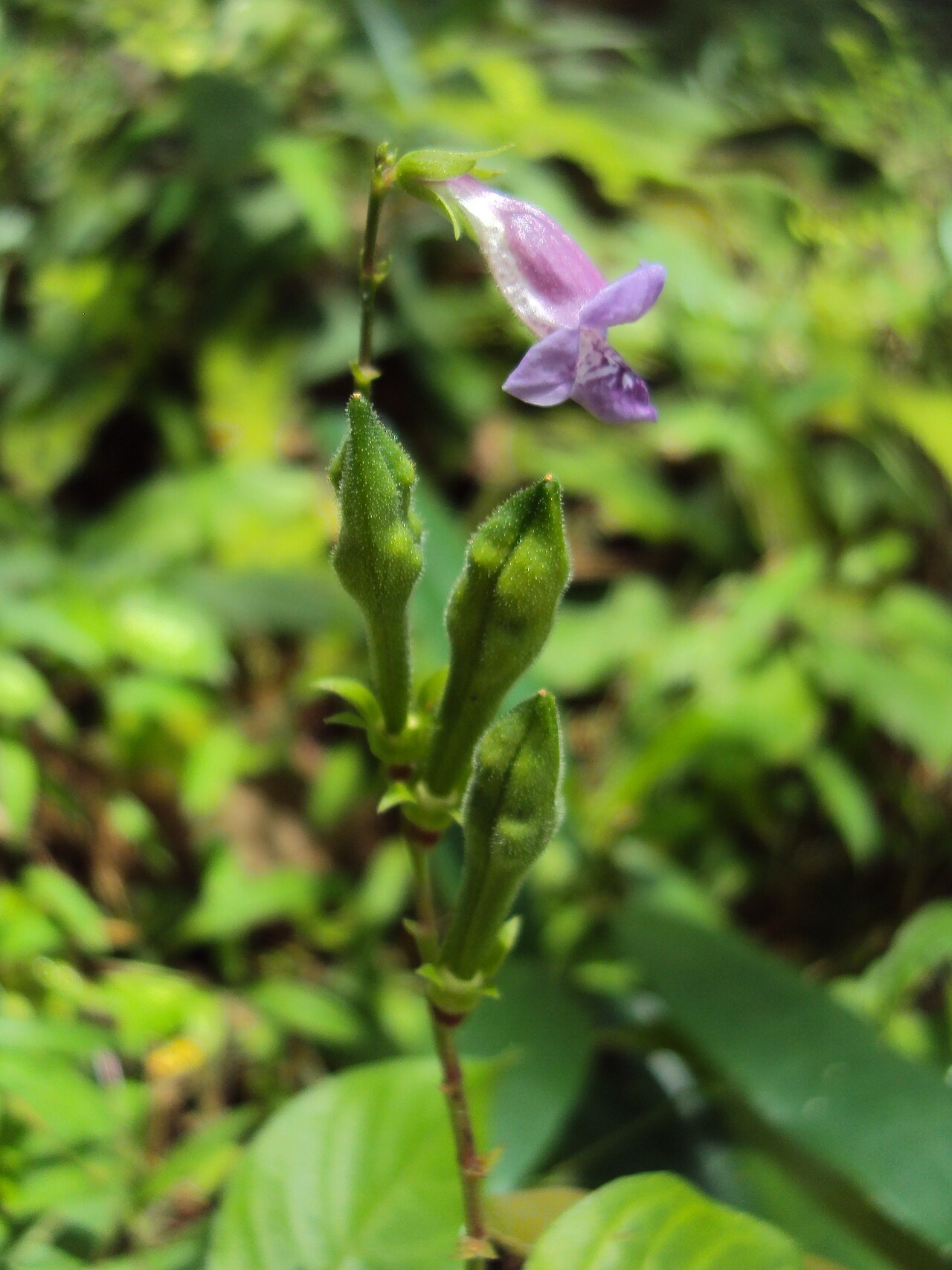 Asystasia dalzelliana: Asystasia dalzelliana