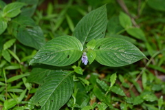 Asystasia dalzelliana (Asystasia dalzelliana)