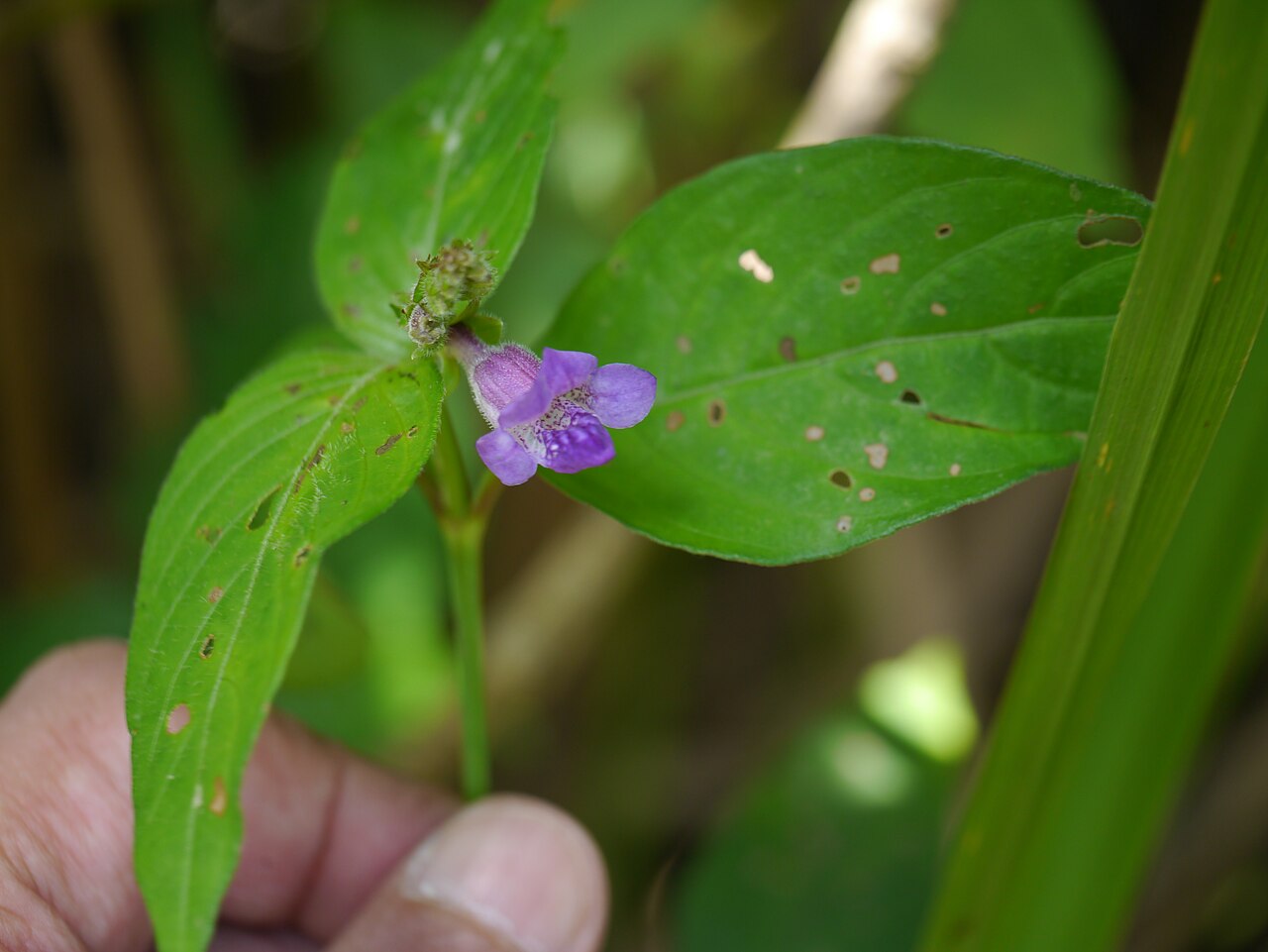 Asystasia dalzelliana: ¿ Asystasia dalzelliana ?