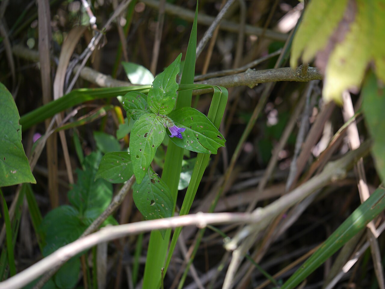 Asystasia dalzelliana: ¿ Asystasia dalzelliana ?