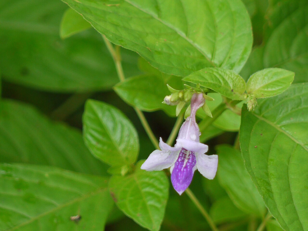 Asystasia dalzelliana: Acanthaceae (acanthus or ruellia family) » Asystasia dalzelliana a-sys-TAH-zee-uh -- from the Greek, prefix Asystasia meaning not united, consistent del-zel-ee-