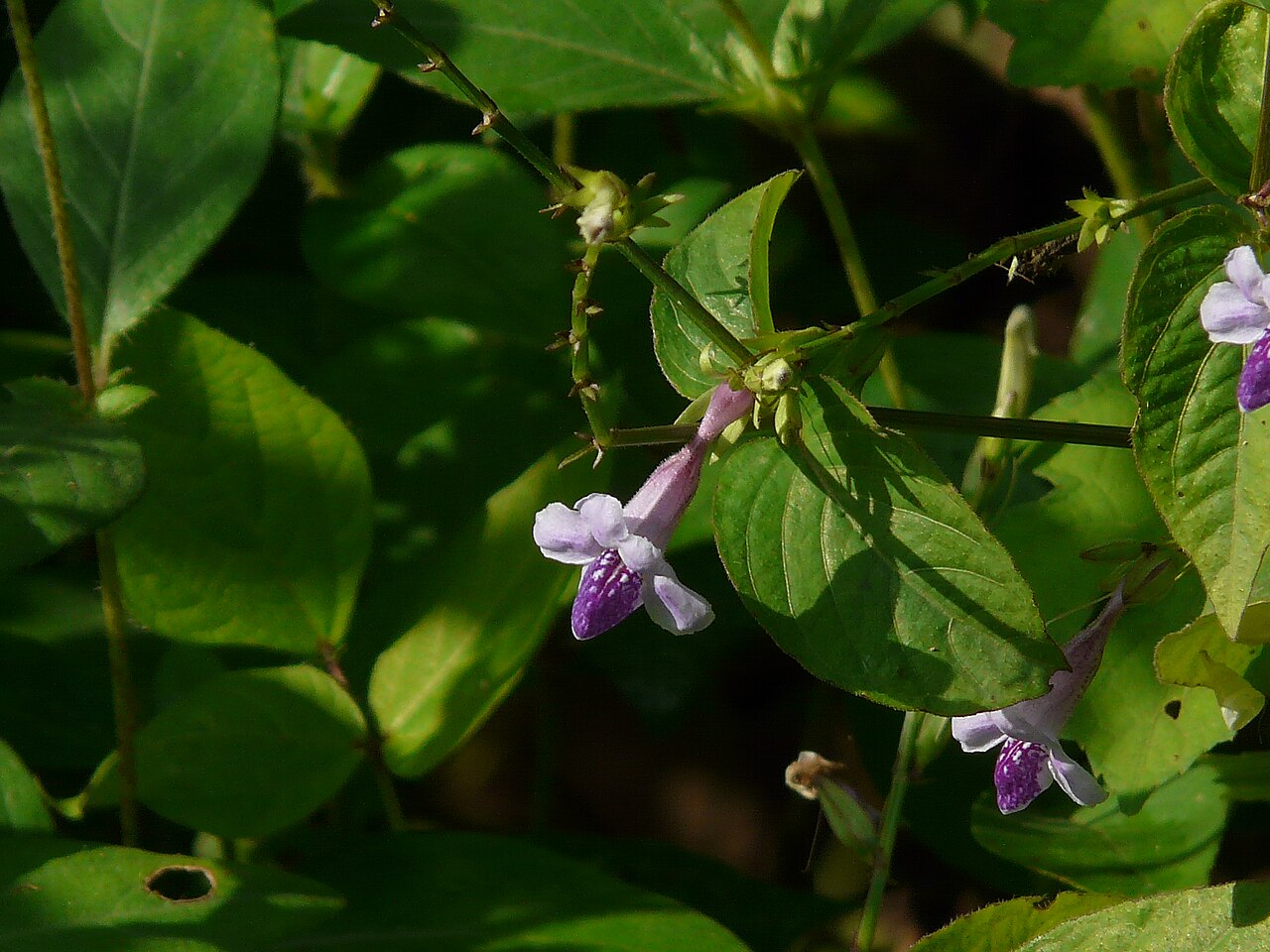 Asystasia dalzelliana: Acanthaceae (acanthus or ruellia family) » Asystasia dalzelliana a-sys-TAH-zee-uh -- from the Greek, prefix Asystasia meaning not united, consistent del-zel-ee-