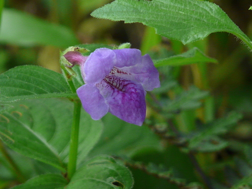 Asystasia dalzelliana (Asystasia dalzelliana)
