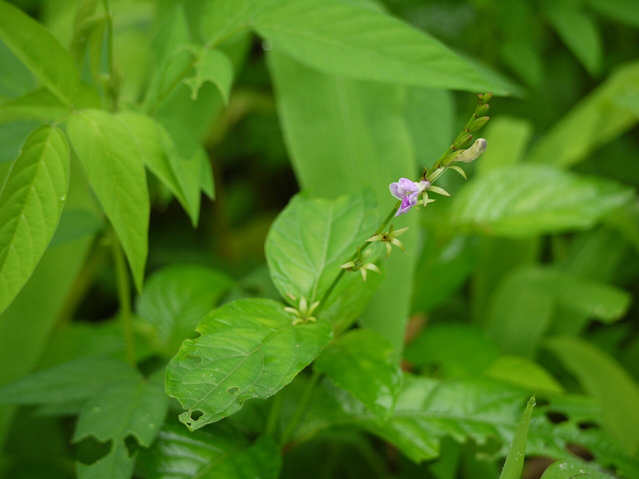 Asystasia dalzelliana: Acanthaceae (acanthus or ruellia family) » Asystasia dalzelliana a-sys-TAH-zee-uh -- from the Greek, prefix Asystasia meaning not united, consistent del-zel-ee-