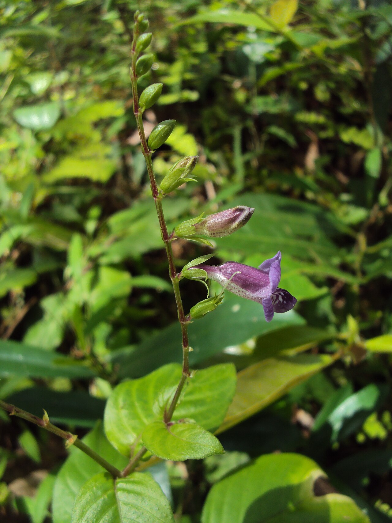Asystasia dalzelliana: Asystasia dalzelliana